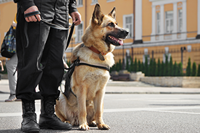 Special Response SWAT team dog (SRT)